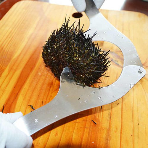 Αχινοκόφτης.